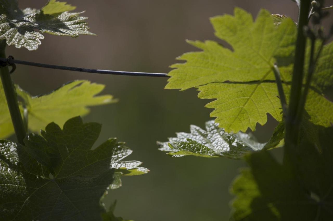 Cascina Marcantonio Acqui Terme Exteriér fotografie